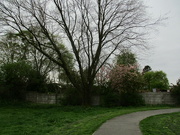 11th May 2022 - A path and a Silver Maple tree.