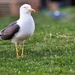 Seagull  by okvalle