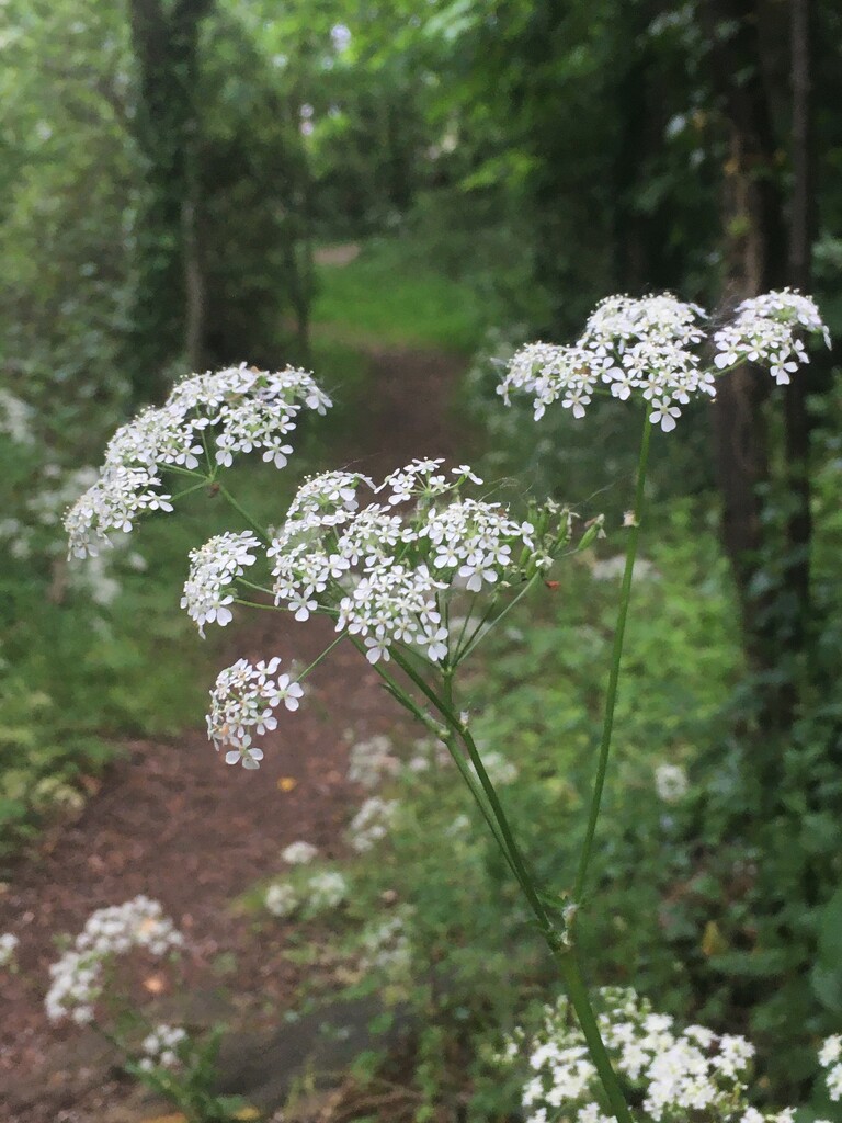 Cow Parsley by 365anne