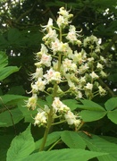 12th May 2022 - Horse Chestnut Candle