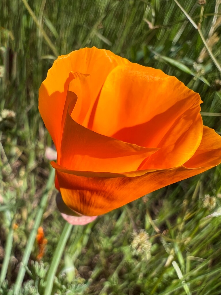 California Poppy by shutterbug49