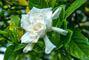 12th May 2022 - Can you smell the gardenia?