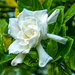 Can you smell the gardenia?