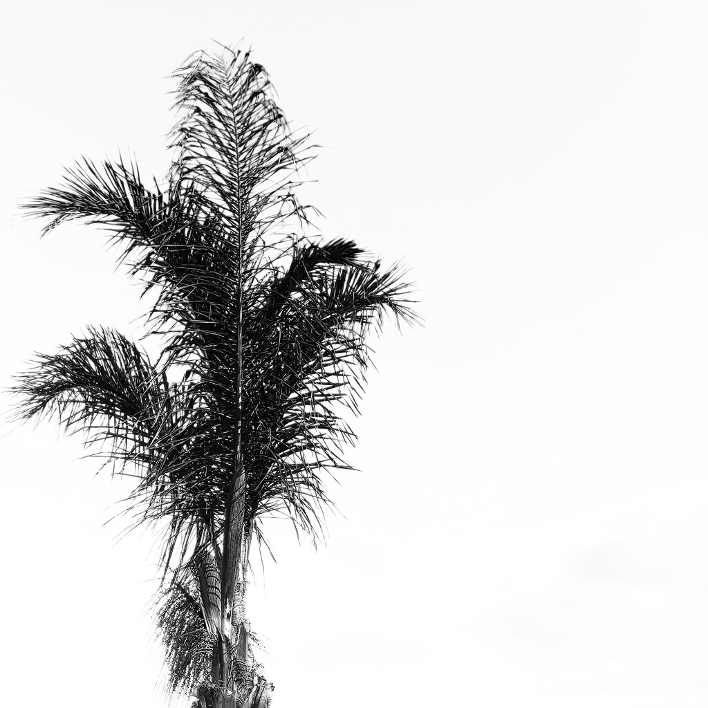 The Palm In Silhouette  by salza