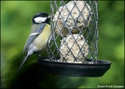 12th May 2022 - Lovely great tit