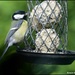 Lovely great tit
