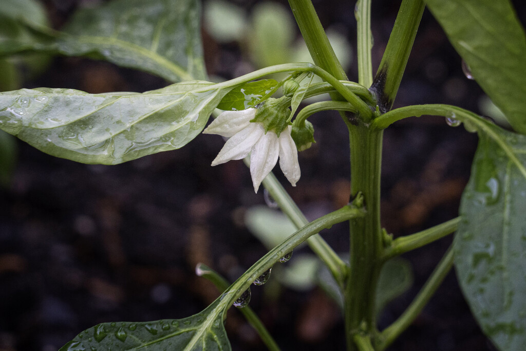 First Pepper Bloom by k9photo