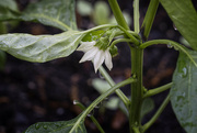 12th May 2022 - First Pepper Bloom