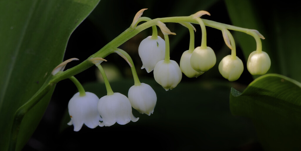 Lily of the Valley by rminer
