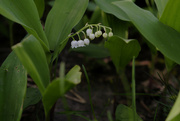 12th May 2022 - lily of the valley 