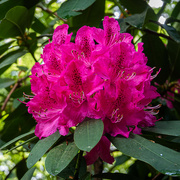 12th May 2022 - 05-12 - Rhododendron