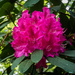 05-12 - Rhododendron by talmon