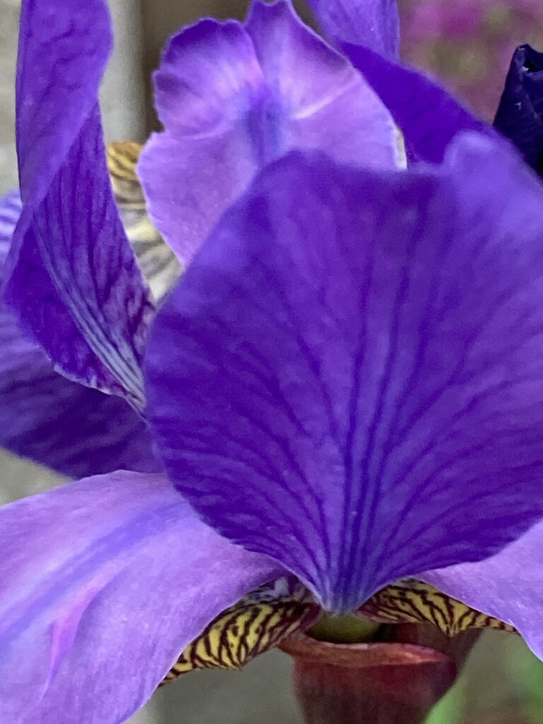 Iris Flower  by cataylor41