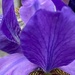 Iris Flower  by cataylor41