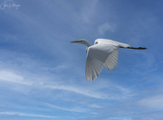 12th May 2022 - White Egret Flying