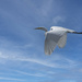 White Egret Flying