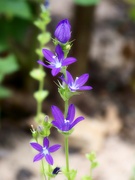 13th May 2022 - Triodanis perfoliata