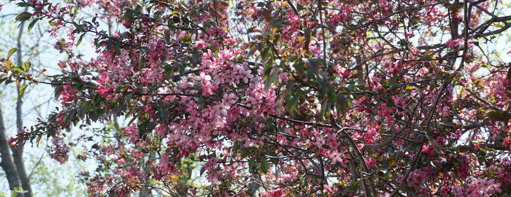 Crabapple tree in bloom by larrysphotos