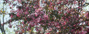 12th May 2022 - Crabapple tree in bloom