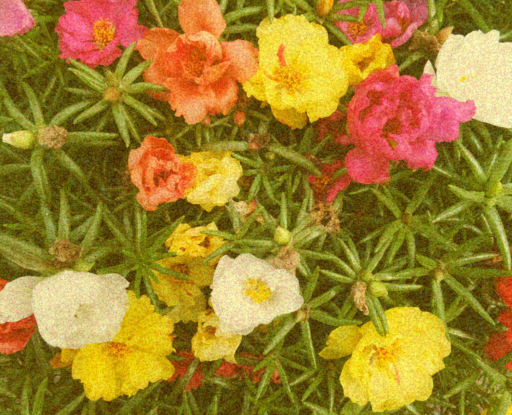 Moss Roses by linnypinny