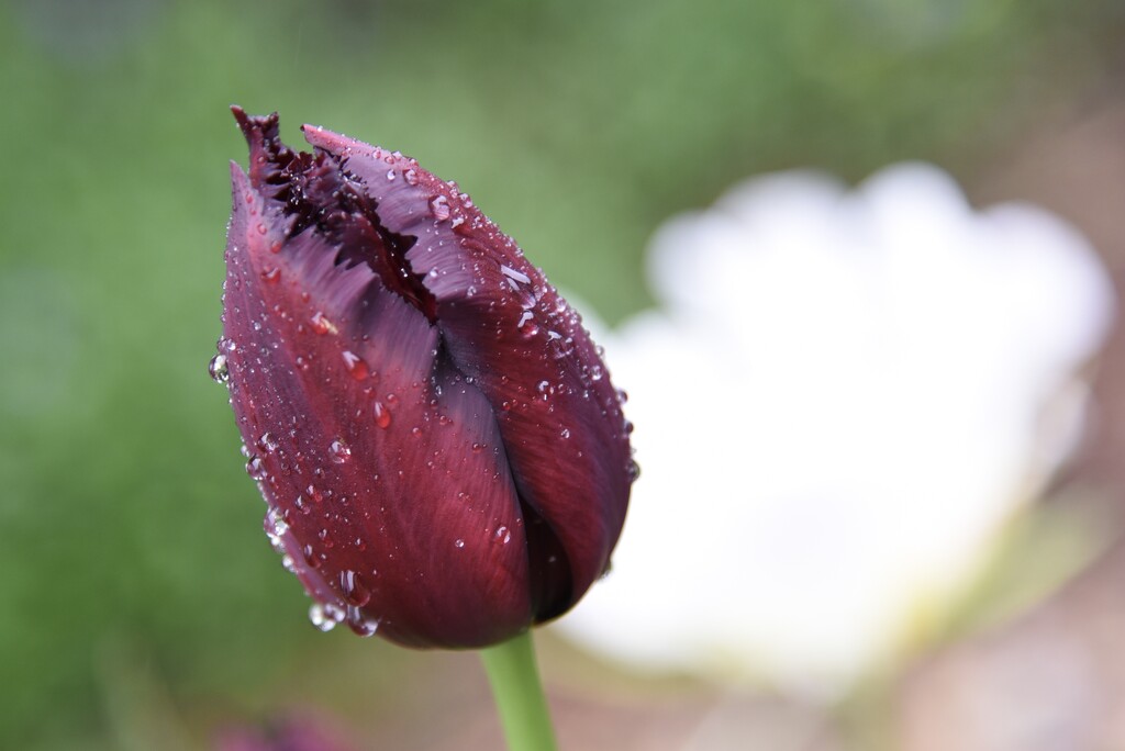 A Fringed Tulip by mamabec