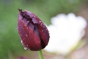 12th May 2022 - A Fringed Tulip