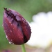 A Fringed Tulip