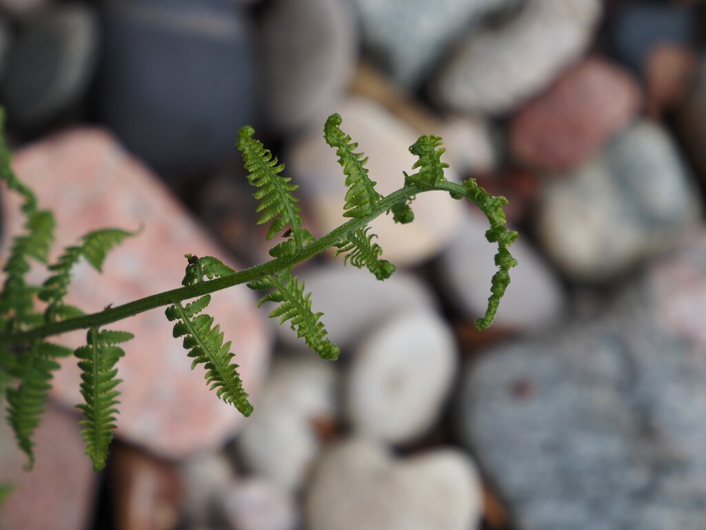 fern and rocks by edorreandresen