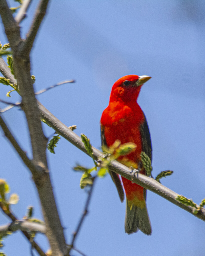 Scarlet Tanager by cwbill