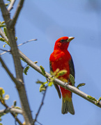 12th May 2022 - Scarlet Tanager