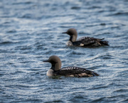 12th May 2022 - Pacific Loons