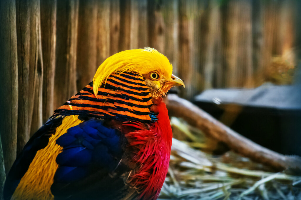 A Golden pheasant  by ludwigsdiana