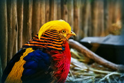 13th May 2022 - A Golden pheasant 