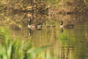 11th May 2022 - Canal geese