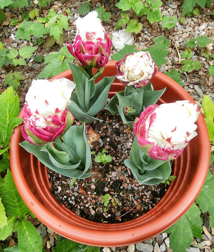 Ice-cream cone tulips....... by cutekitty