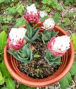 13th May 2022 - Ice-cream cone tulips.......