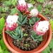 Ice-cream cone tulips.......