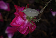 13th May 2022 - Rose with Droplets