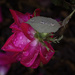 Rose with Droplets by k9photo