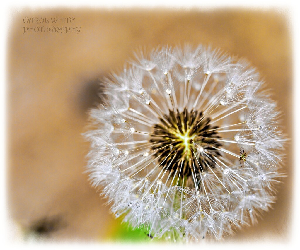 Raindrops And Aphid On A Dandelion Head by carolmw