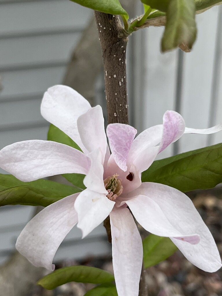 Magnolia  by pennyrae