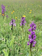 13th May 2022 - orchid (green winged) meadow