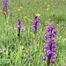 orchid (green winged) meadow