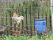 13th May 2022 - A hen who was being friendly and making hen sounds.