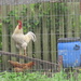 A hen who was being friendly and making hen sounds. by grace55