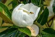 13th May 2022 - Magnolia blossom