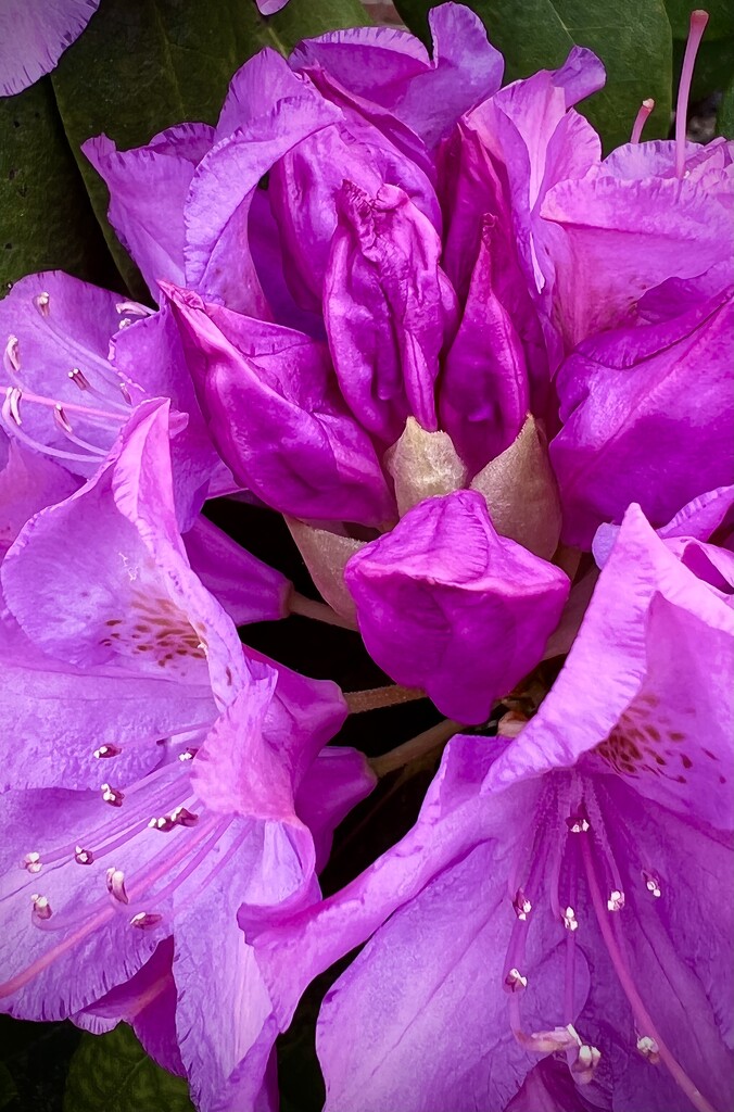 Rhododendron  by calm