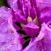 Rhododendron  by calm