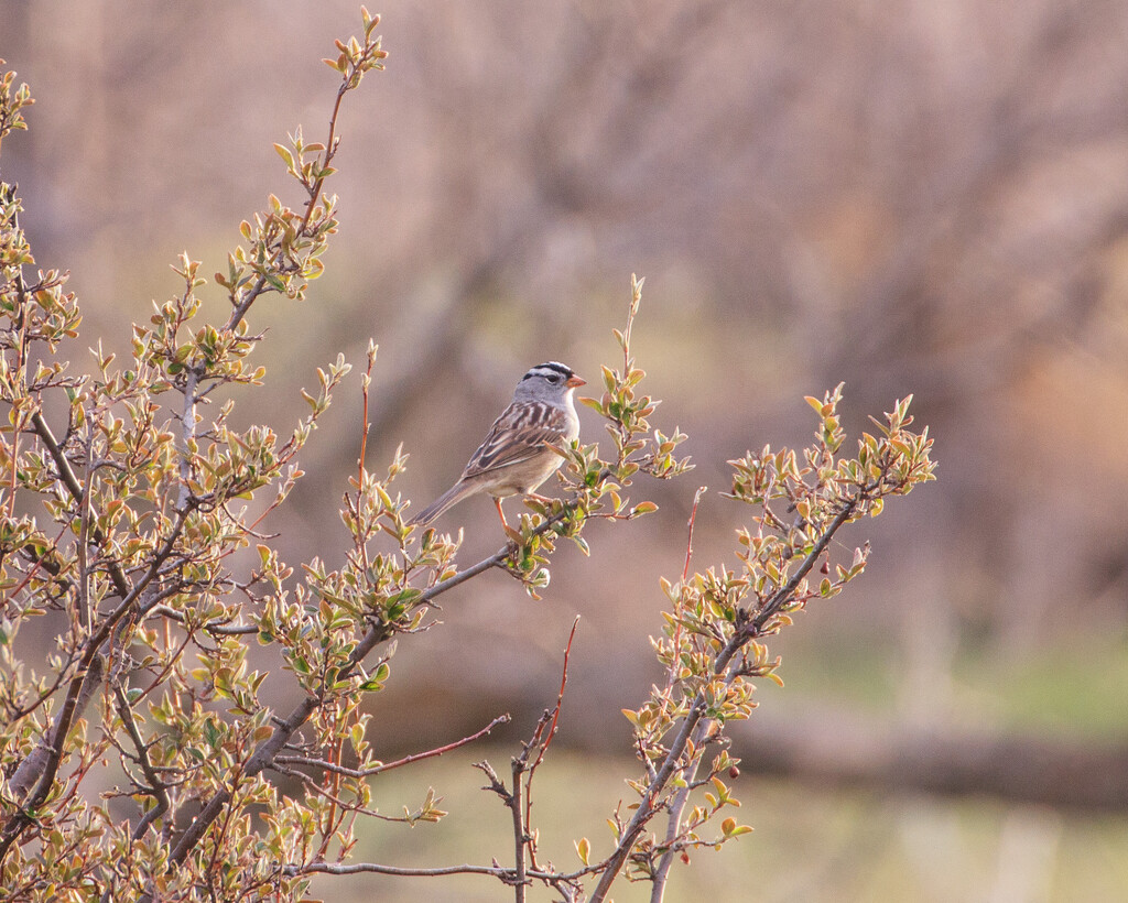 white crowned sparrow by aecasey