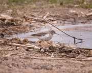 8th May 2022 - spotted sandpiper